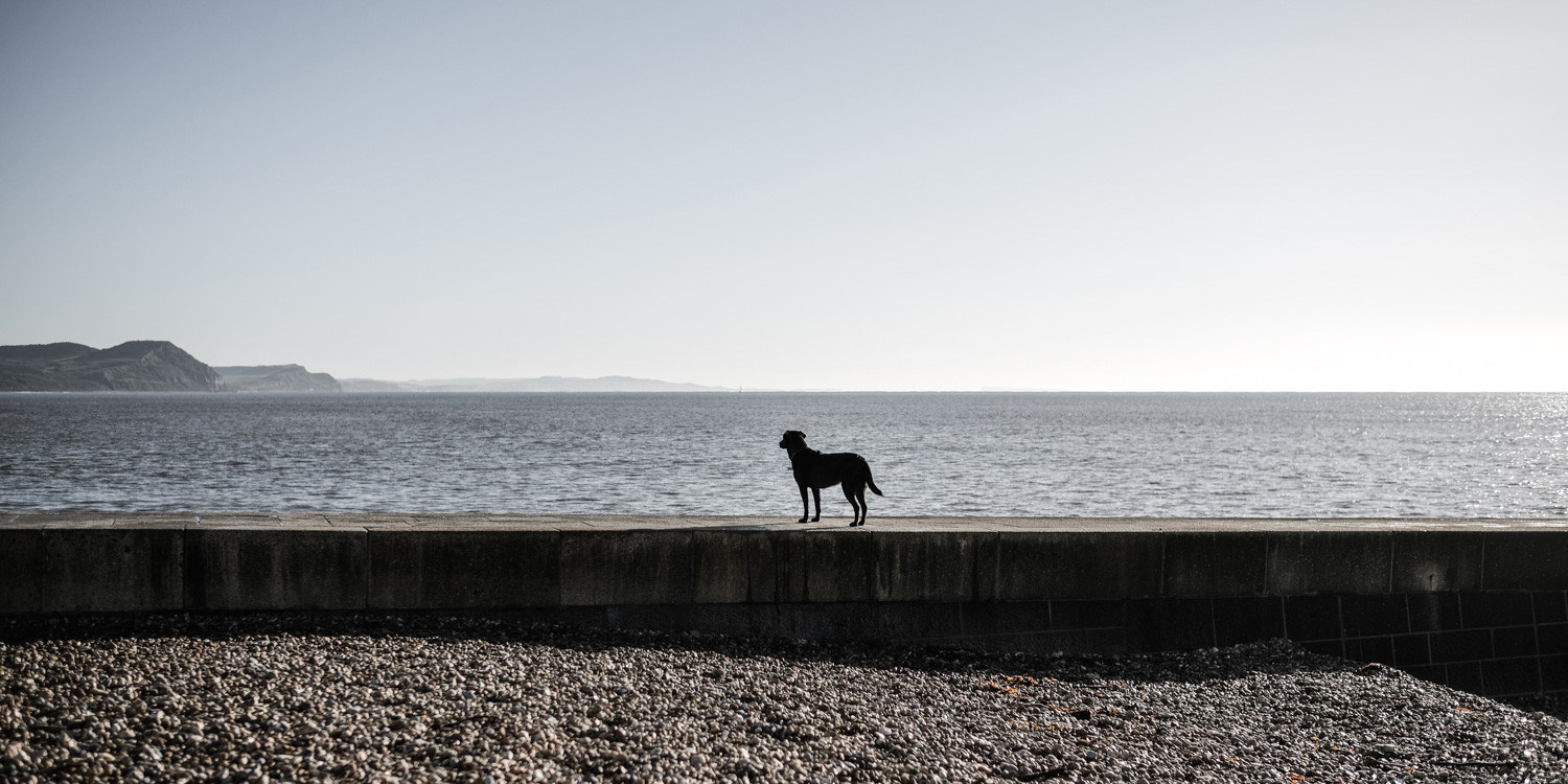 Black Labrador on the sea wall of Cobb Gate Beach, Lyme Regis 04_11_20 edit pano